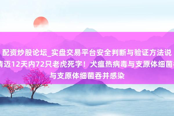 配资炒股论坛_实盘交易平台安全判断与验证方法说明 泰国清迈12天内72只老虎死字！犬瘟热病毒与支原体细菌吞并感染